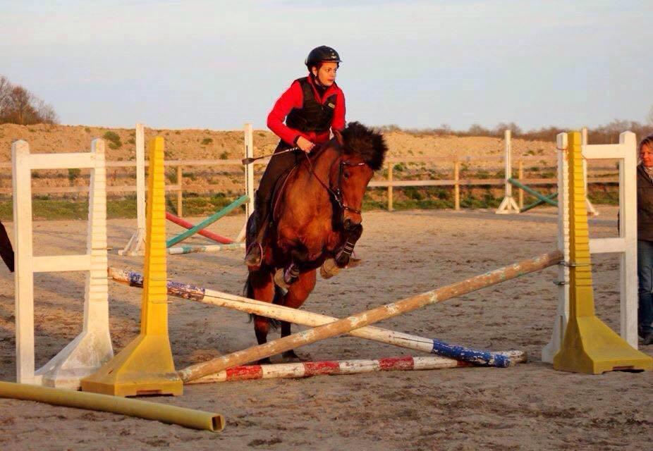 Islænder Askja fra Birkegården billede 12