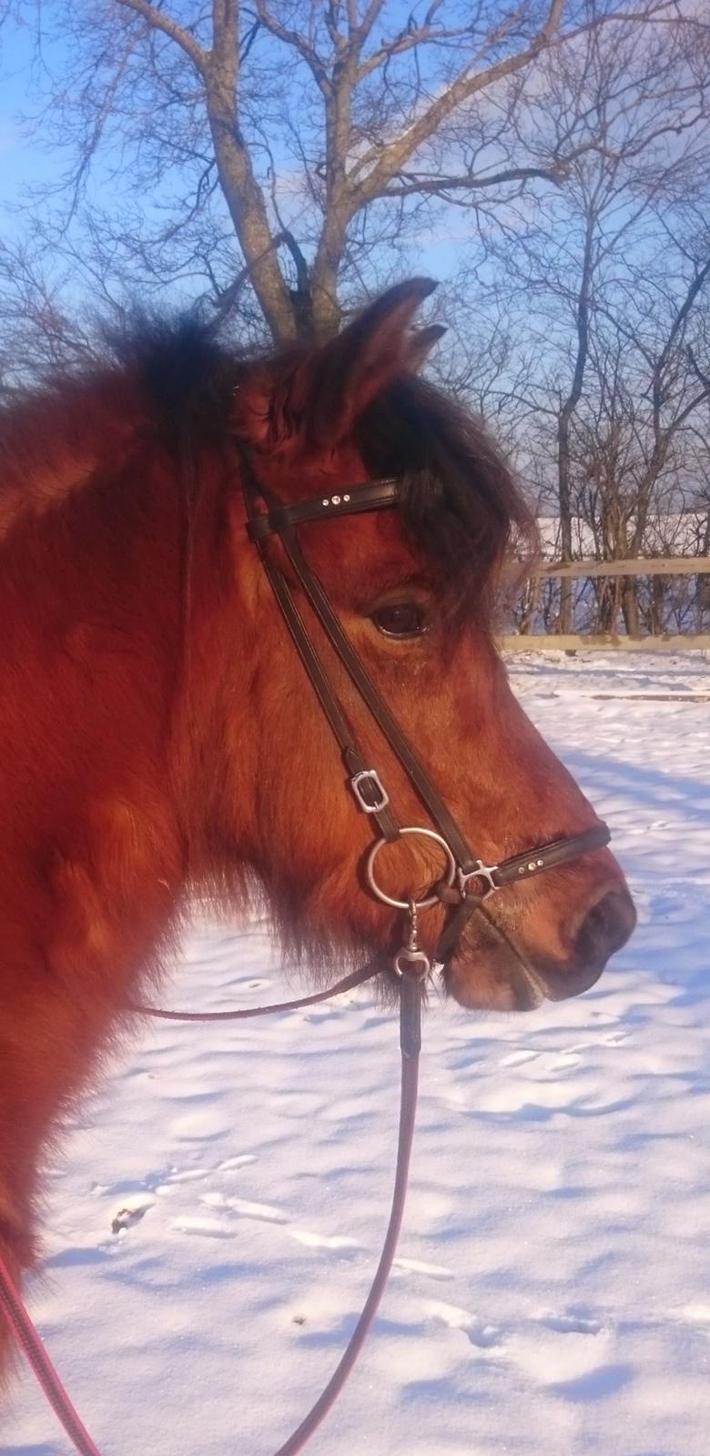 Islænder Askja fra Birkegården billede 10