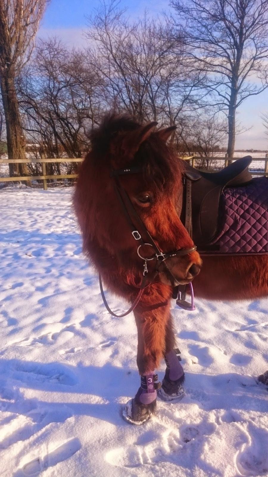 Islænder Askja fra Birkegården billede 11