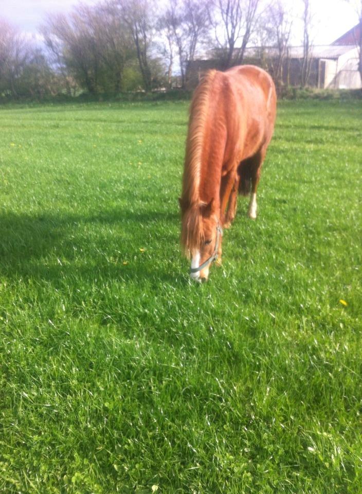 Welsh Pony (sec B) Møllehøjs Sussie billede 2