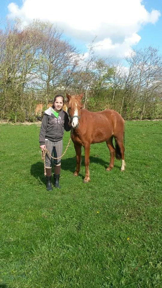 Welsh Pony (sec B) Møllehøjs Sussie billede 1