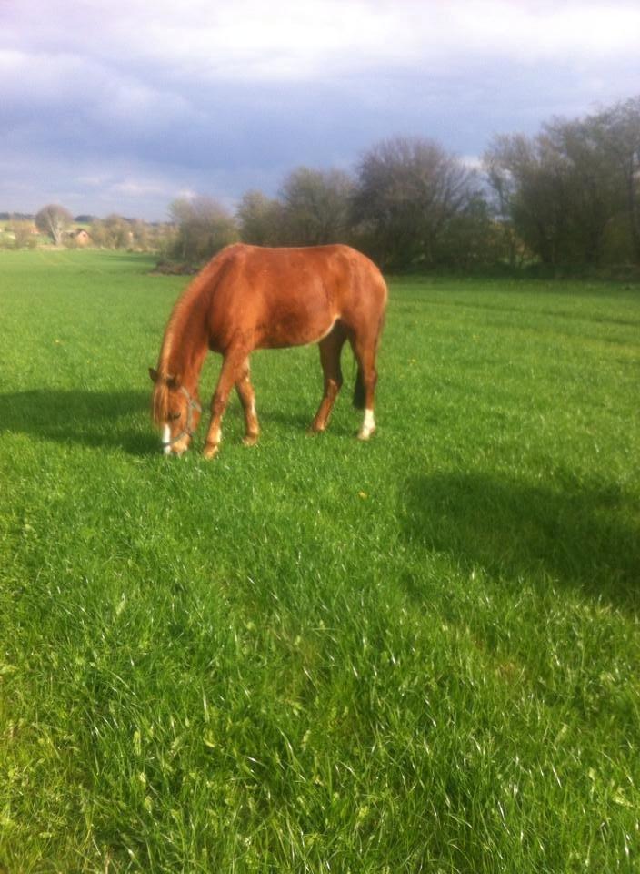 Welsh Pony (sec B) Møllehøjs Sussie billede 3