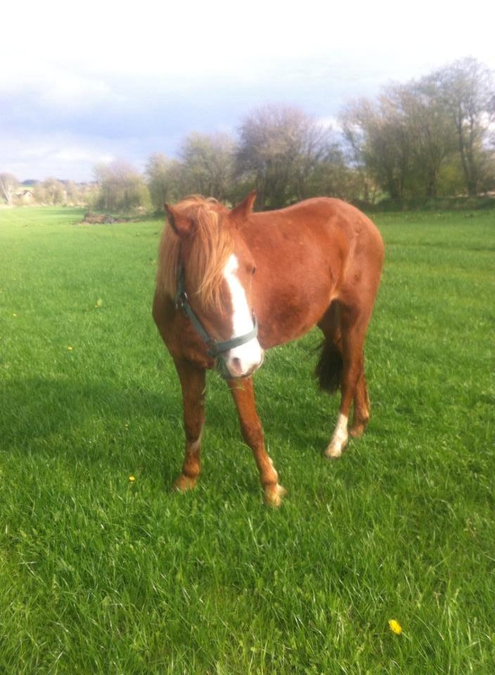 Welsh Pony (sec B) Møllehøjs Sussie billede 7