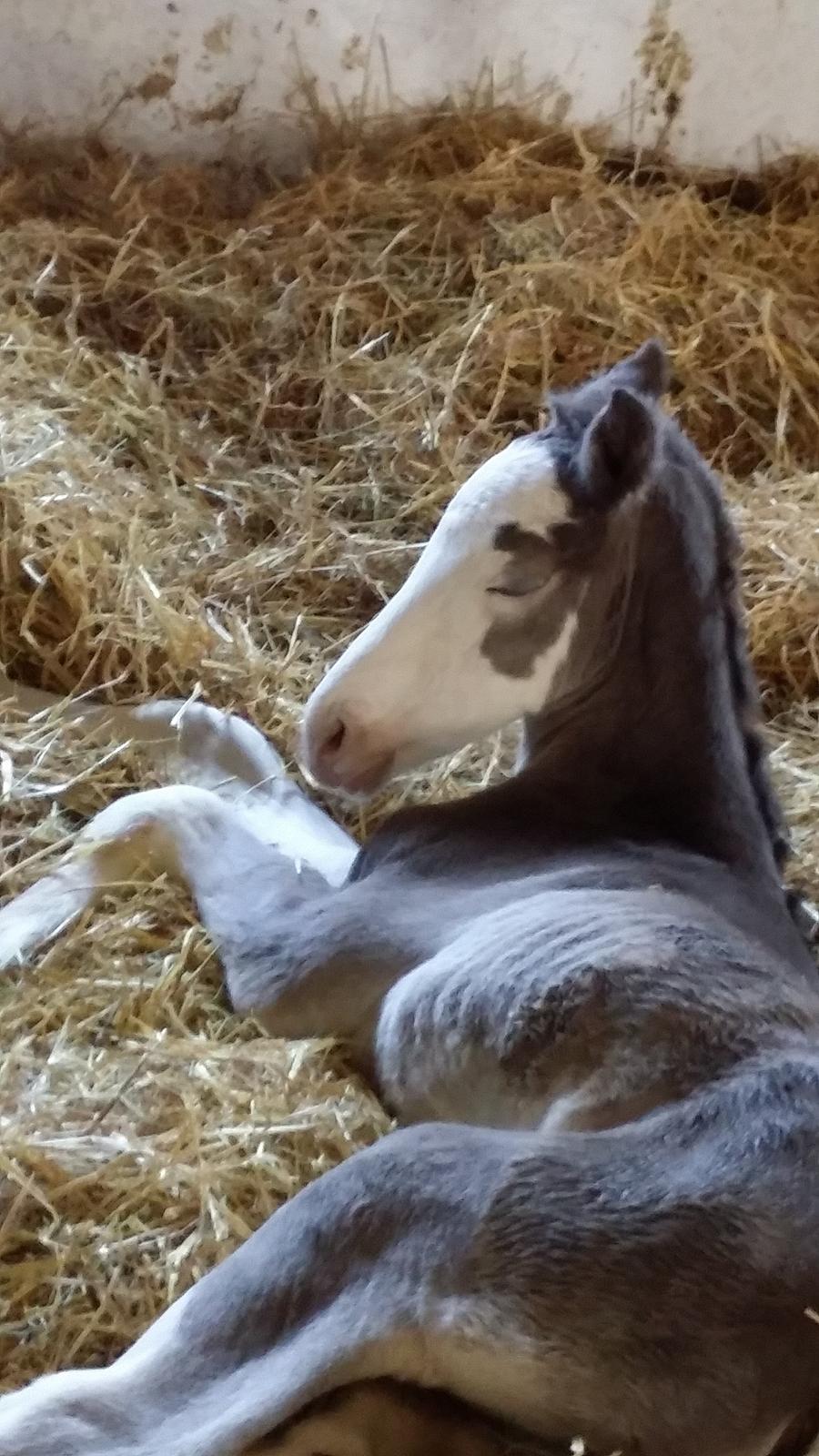 Dansk Varmblod Rosenlunds St. Tropez *solgt* billede 4