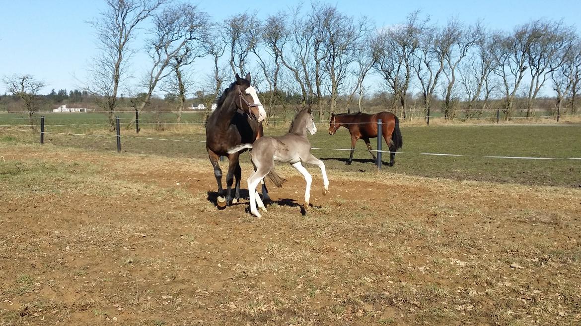 Dansk Varmblod Rosenlunds St. Tropez *solgt* billede 6