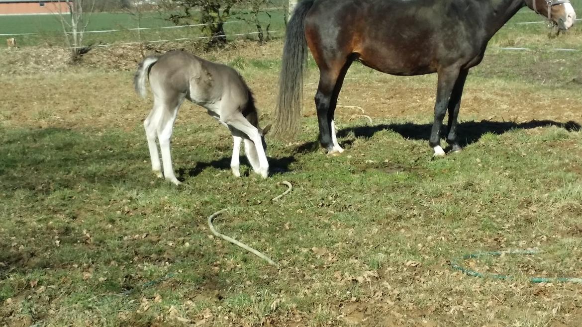 Dansk Varmblod Rosenlunds St. Tropez *solgt* billede 8