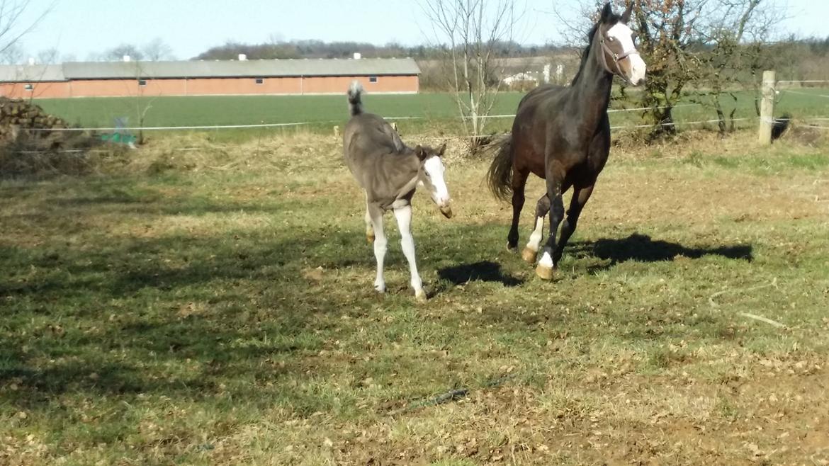 Dansk Varmblod Rosenlunds St. Tropez *solgt* billede 7