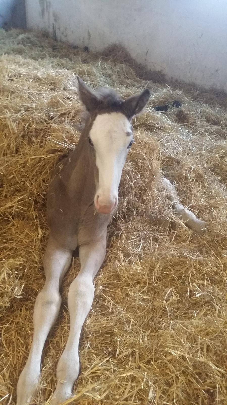 Dansk Varmblod Rosenlunds St. Tropez *solgt* billede 9