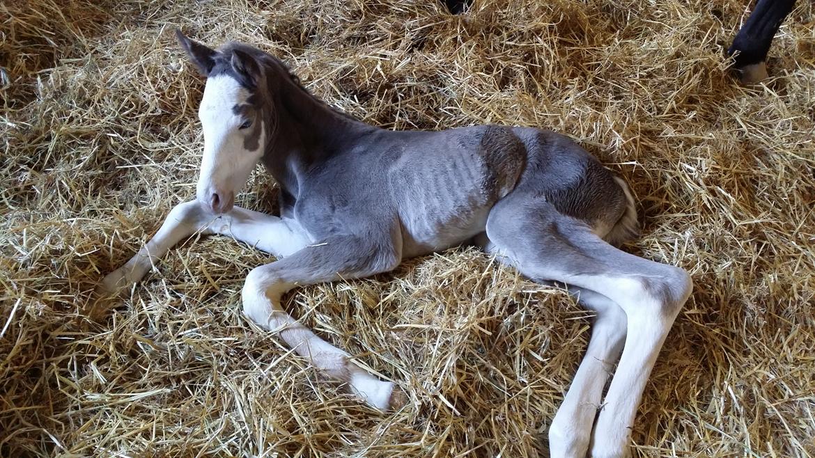 Dansk Varmblod Rosenlunds St. Tropez *solgt* billede 5