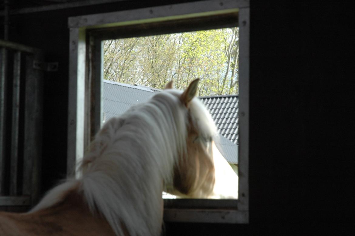 Tyroler Haflinger Nolle  - Nolle kigger ud af sit nye vindue. billede 17