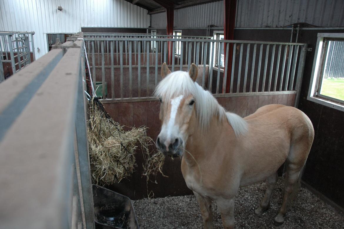 Tyroler Haflinger Nolle  billede 15