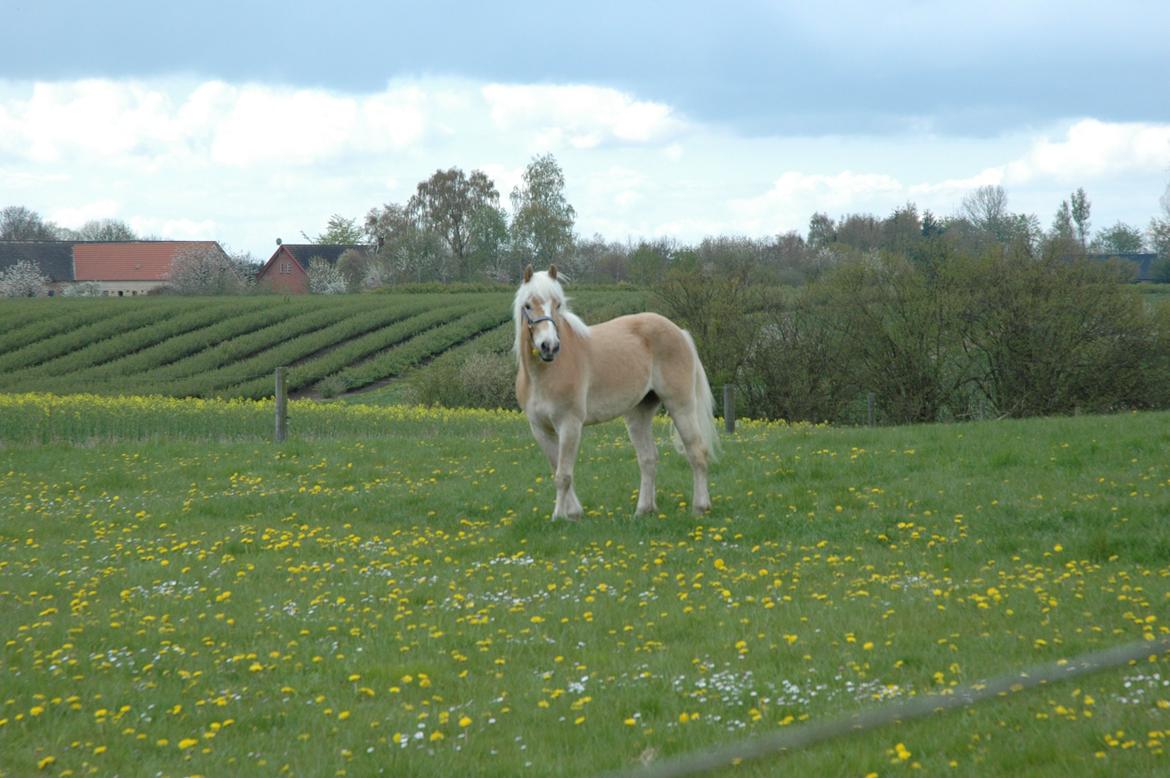 Tyroler Haflinger Nolle  billede 20