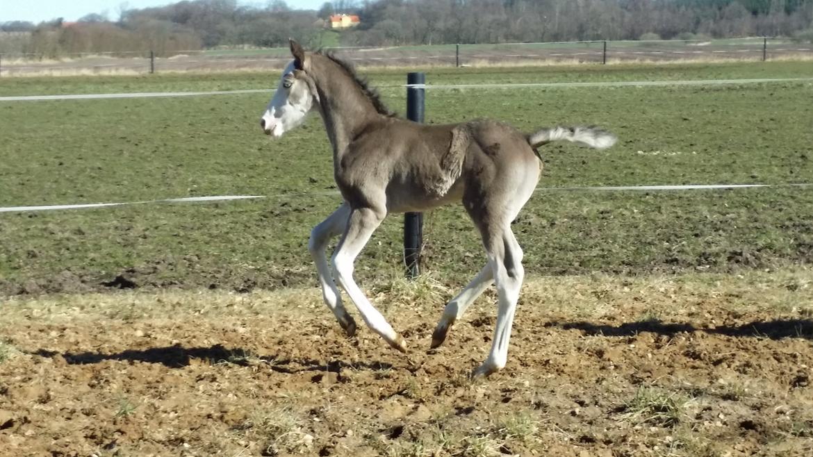 Dansk Varmblod Rosenlunds St. Tropez *solgt* billede 10