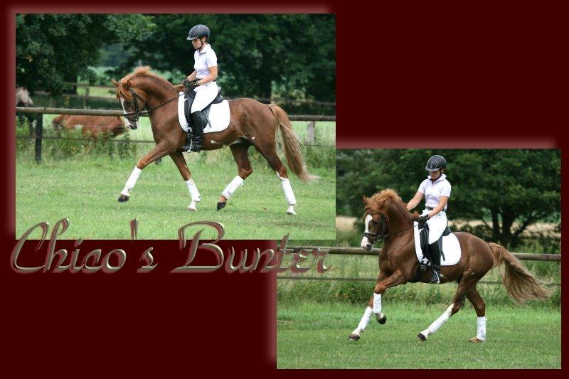 Tysk Sportspony Chico's Bunter WE B-Pony billede 7