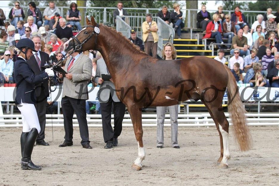 Tysk Sportspony Chico's Bunter WE B-Pony - Bunter som 4 årig kåret avlshingst til bundechampionat  billede 8