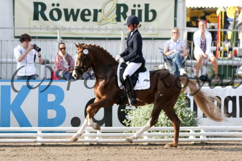Tysk Sportspony Chico's Bunter WE B-Pony - 4 års hingst  billede 5