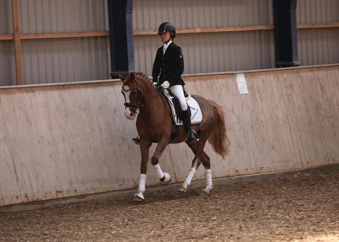 DSP Hoppesgård Stella - Stævne på Stald Thuja billede 3