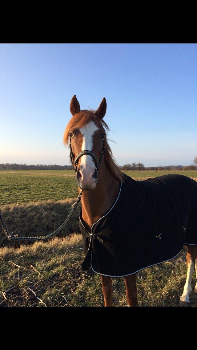 DSP Hoppesgård Stella - Smukke Stella<3 billede 2