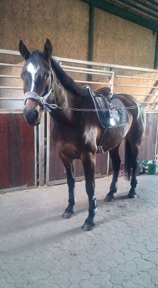 Tysk Varmblod Ramonas Saxo billede 22