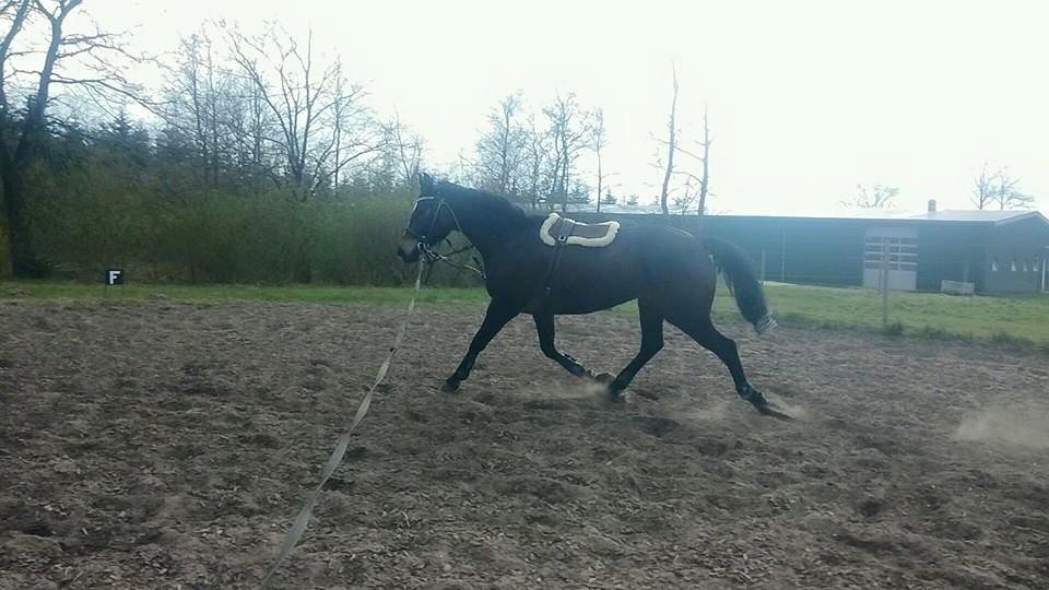 Tysk Varmblod Ramonas Saxo billede 23