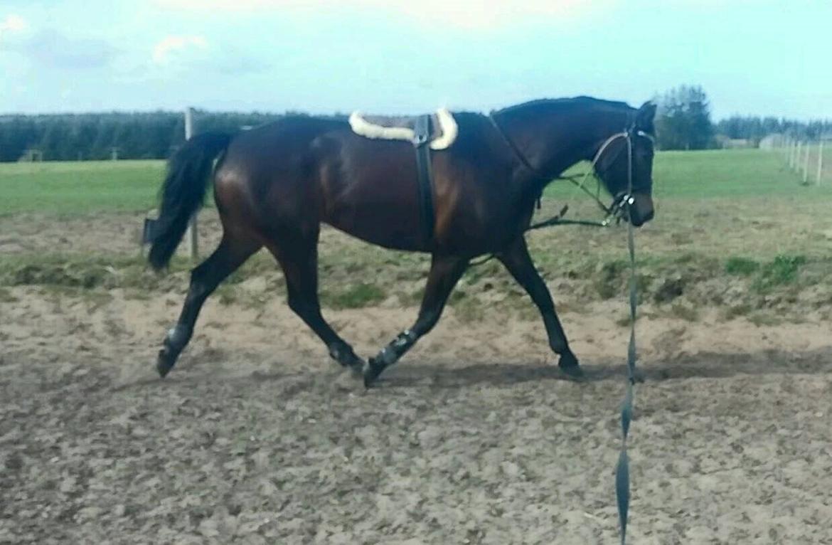 Tysk Varmblod Ramonas Saxo billede 24