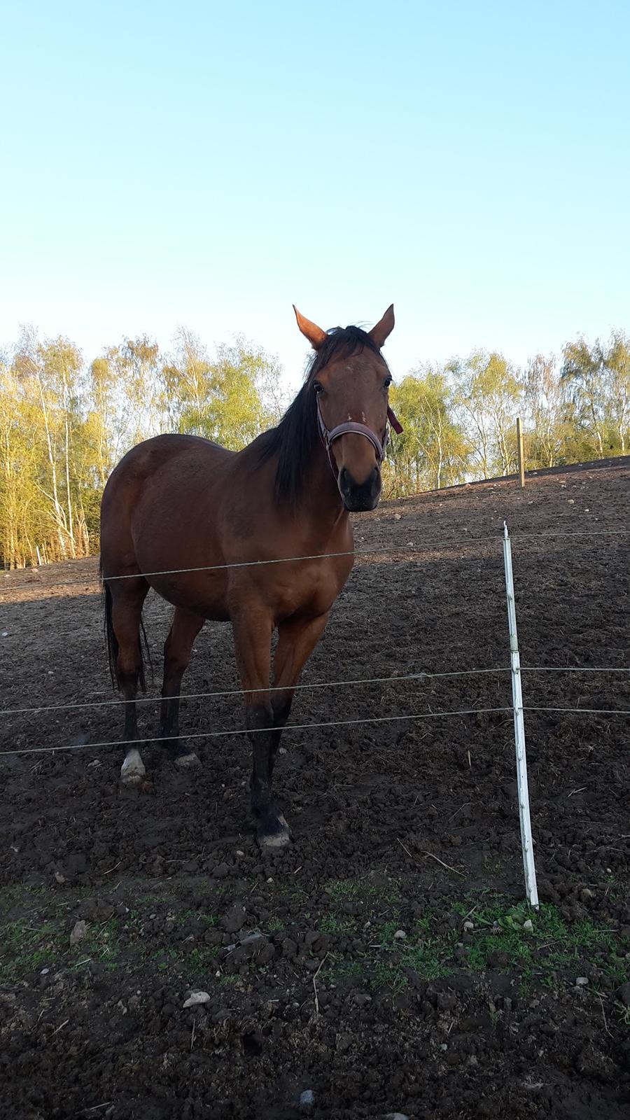 Fuldblod (XX) Lady Dominique <3 solgt billede 3