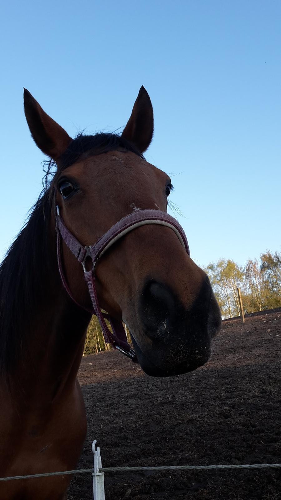 Fuldblod (XX) Lady Dominique <3 solgt billede 6