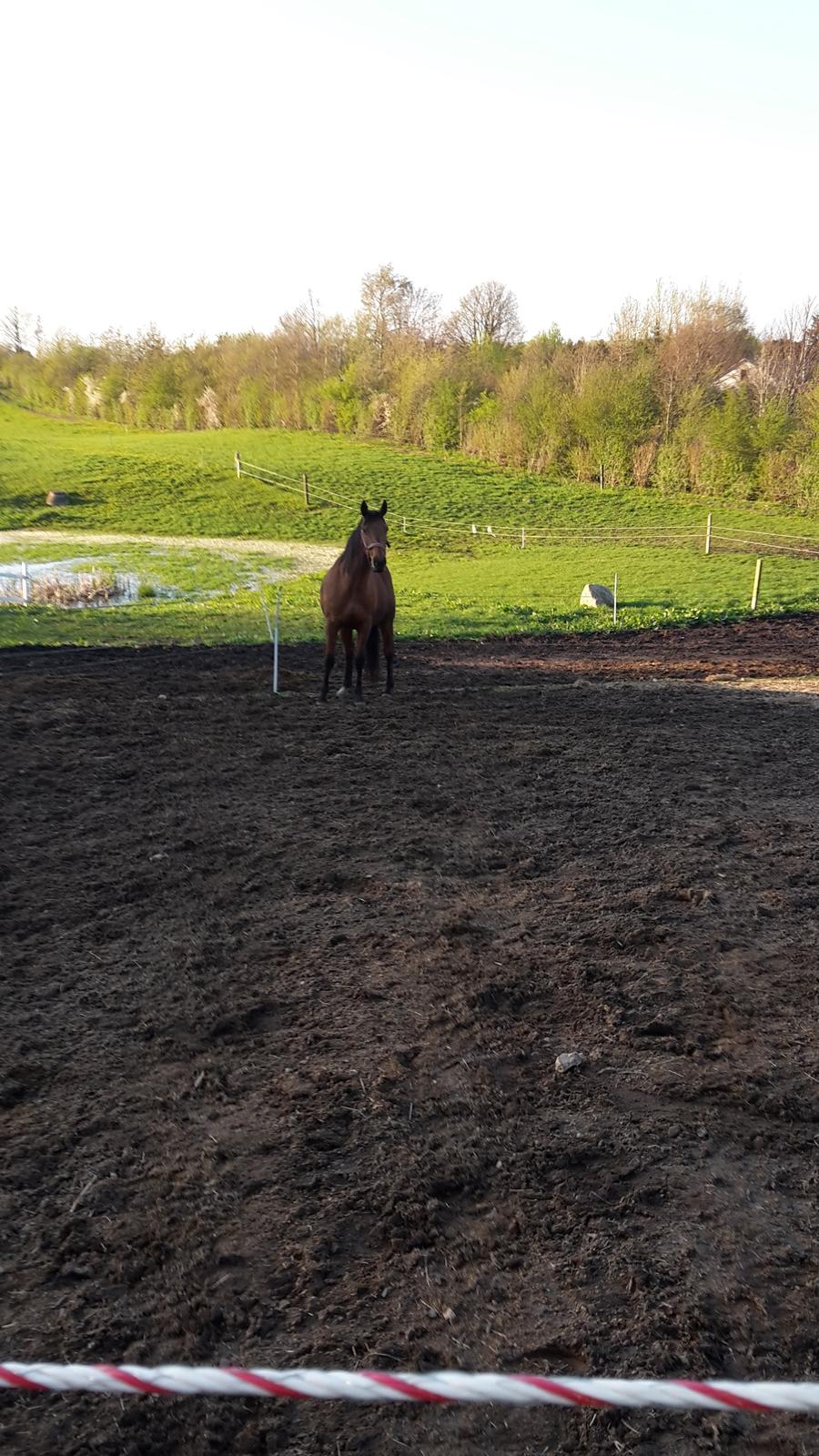 Fuldblod (XX) Lady Dominique <3 solgt billede 7