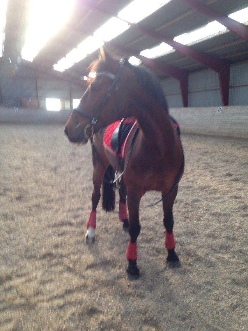 Tysk Sportspony Capper billede 11