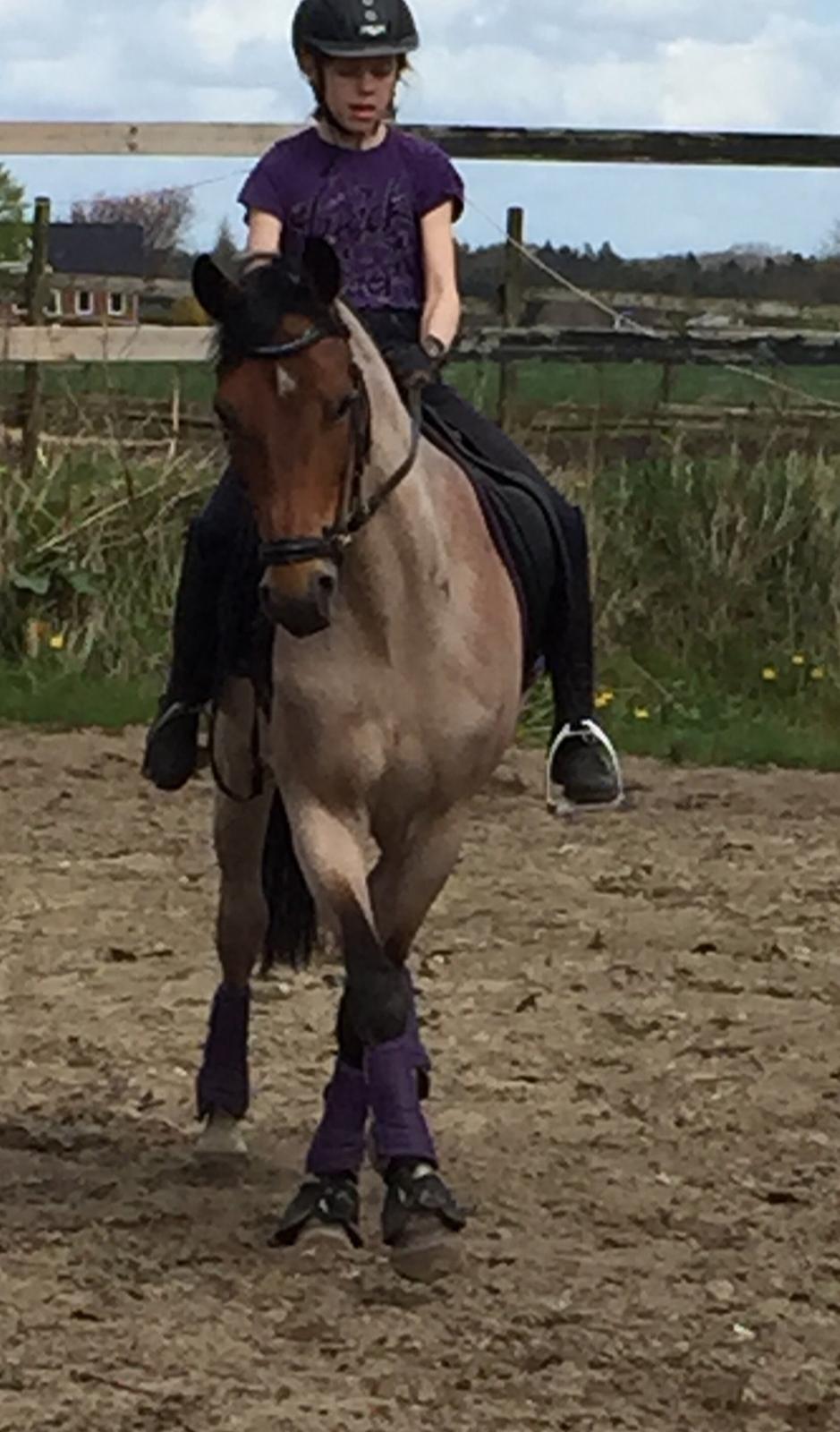 Tysk Sportspony Søndermarkens Oscar billede 13