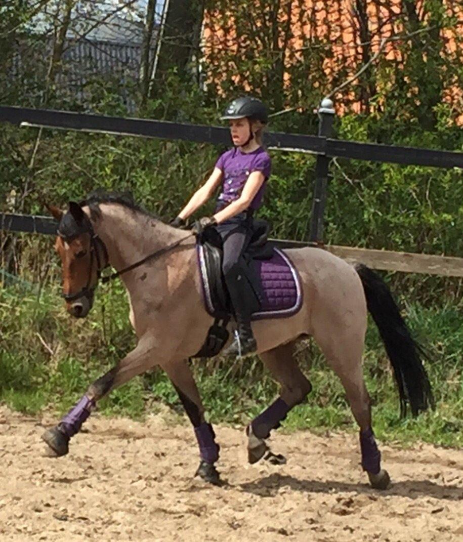 Tysk Sportspony Søndermarkens Oscar billede 15