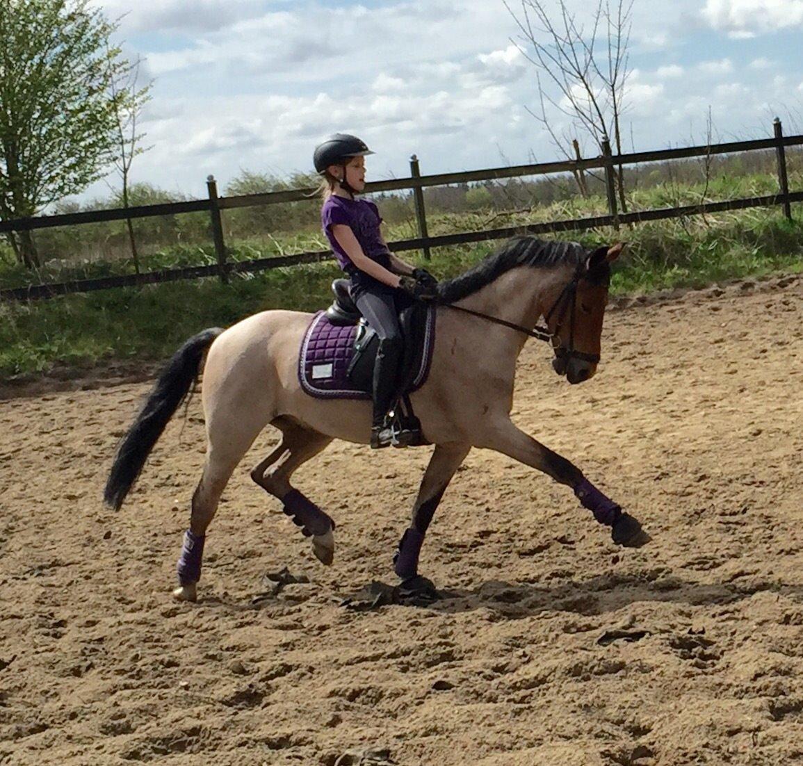 Tysk Sportspony Søndermarkens Oscar billede 16