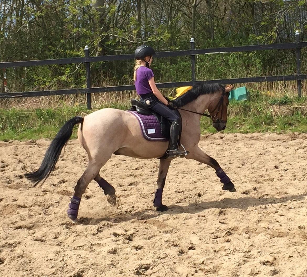Tysk Sportspony Søndermarkens Oscar billede 17