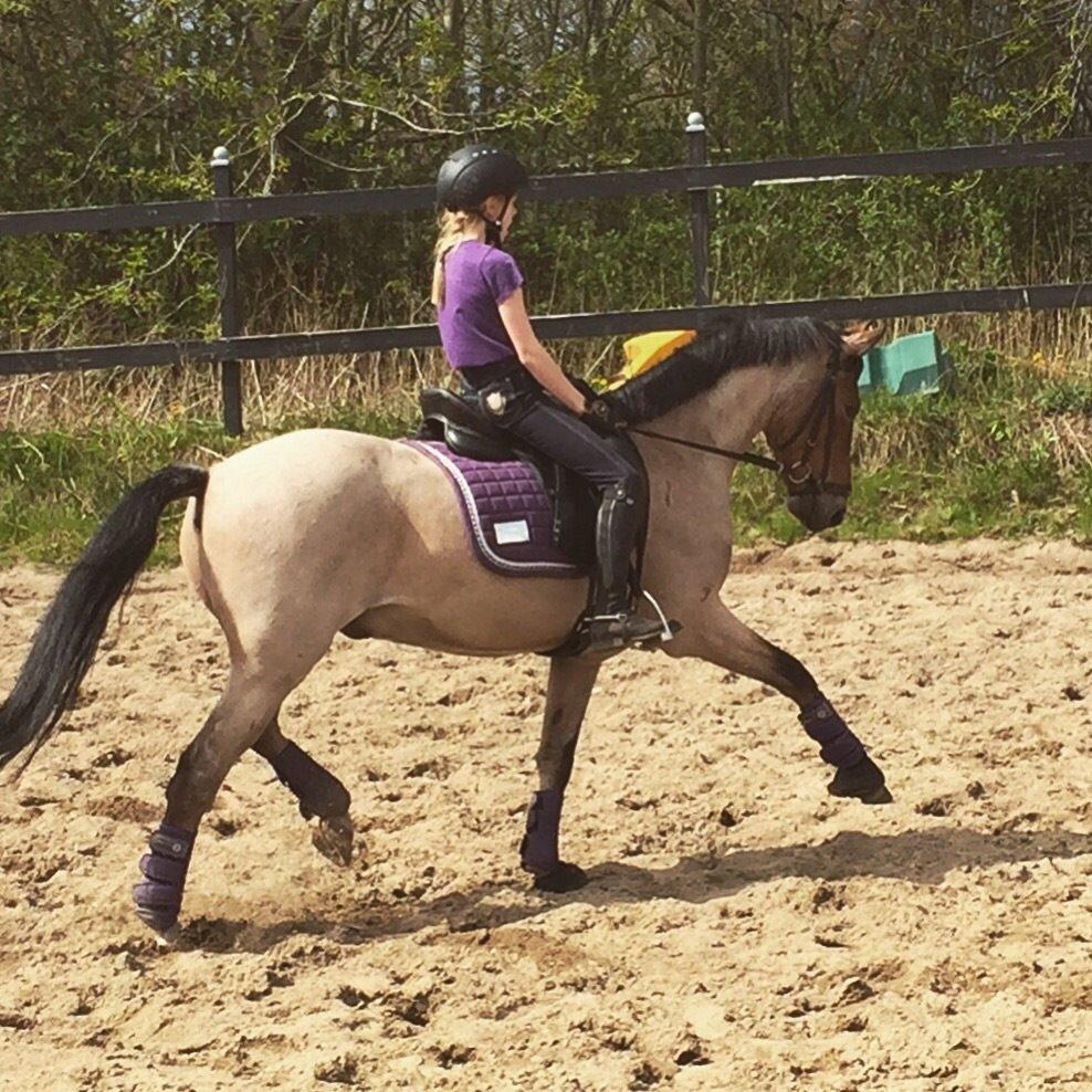 Tysk Sportspony Søndermarkens Oscar billede 18