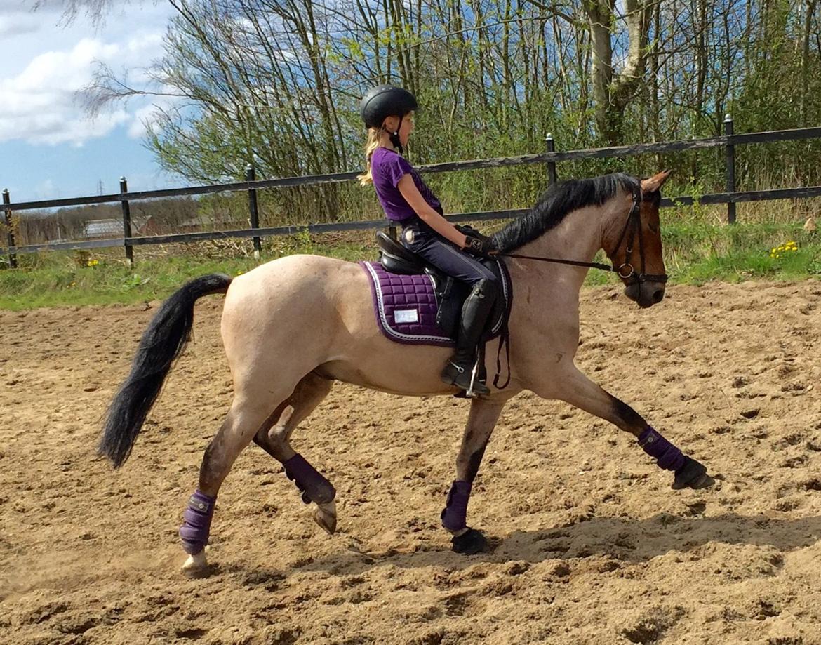 Tysk Sportspony Søndermarkens Oscar billede 19