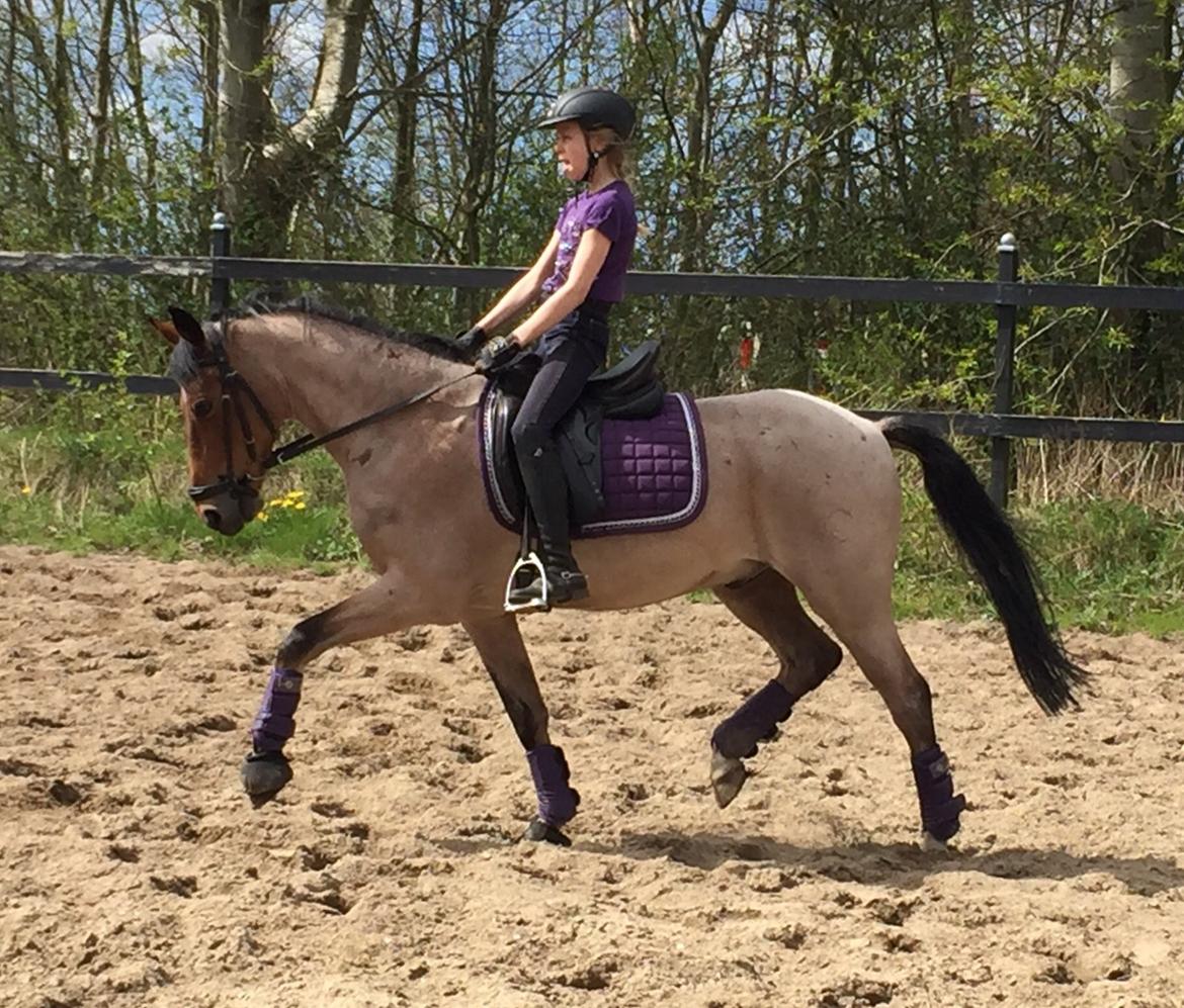 Tysk Sportspony Søndermarkens Oscar billede 14