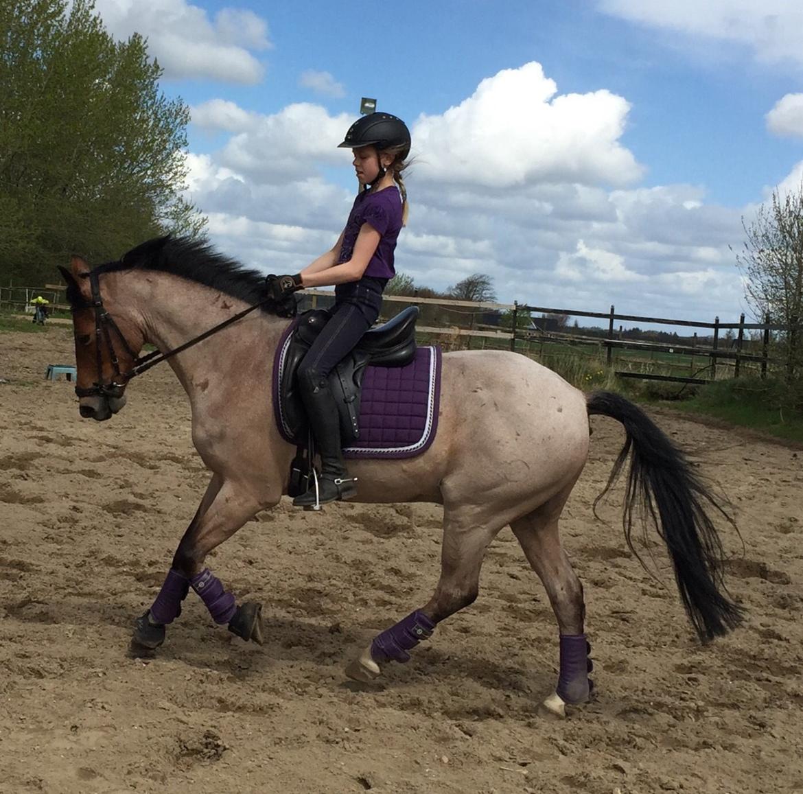 Tysk Sportspony Søndermarkens Oscar billede 20