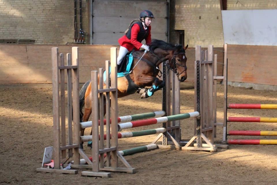 Anden særlig race Enghavegaards Lille Jensen - Første gang Jeg rider LB2** på ham (Ikast rideklub) Han springer jo meget højere over HIHI billede 6