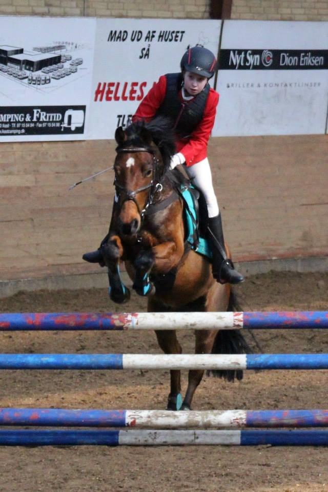 Anden særlig race Enghavegaards Lille Jensen billede 7