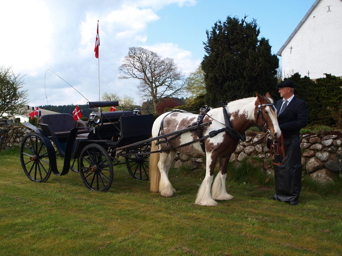 Irish Cob My Own Casmina billede 36