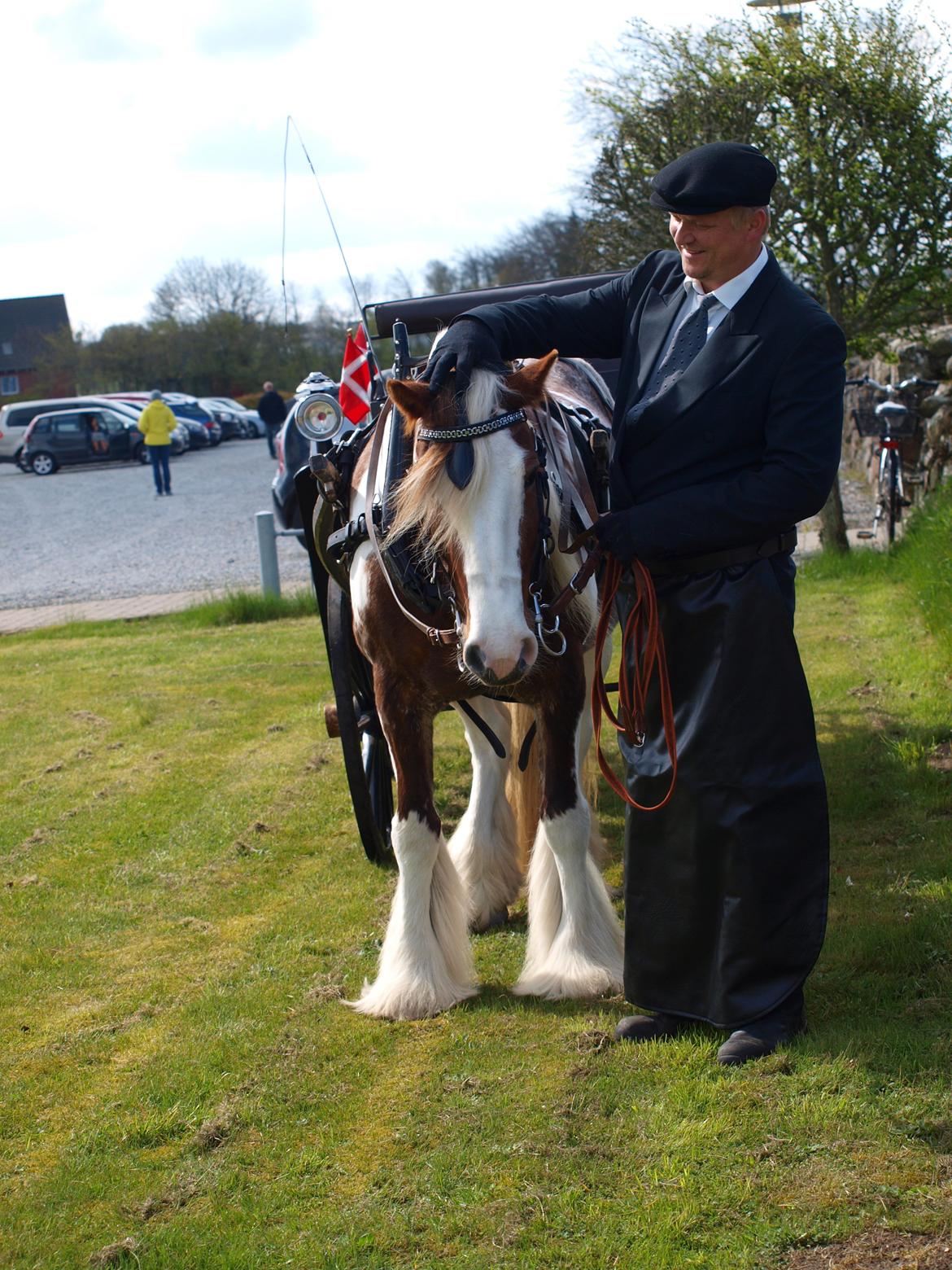 Irish Cob My Own Casmina billede 37