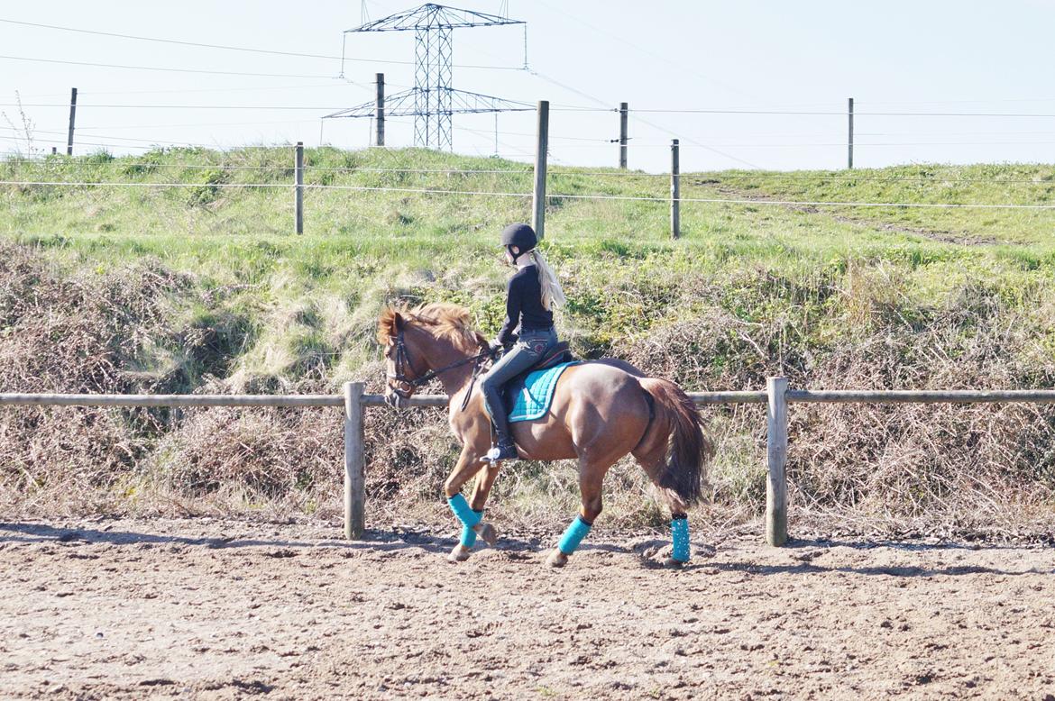 Anden særlig race Santana billede 16