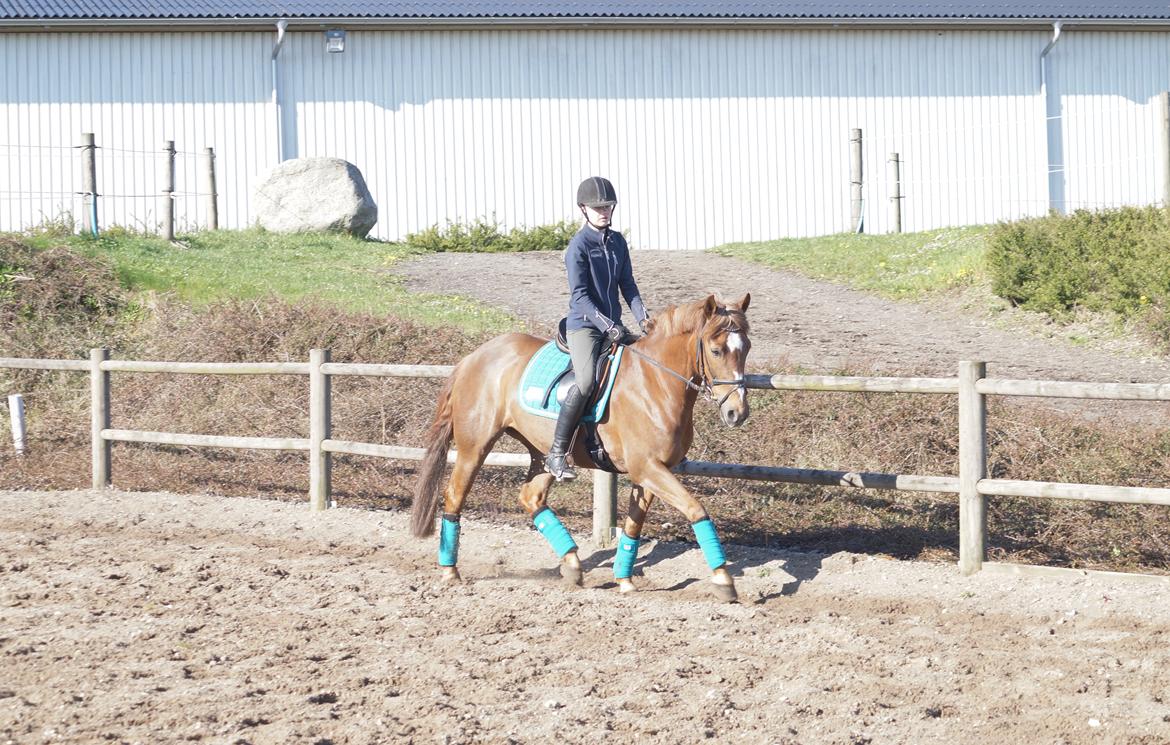 Anden særlig race Santana billede 4