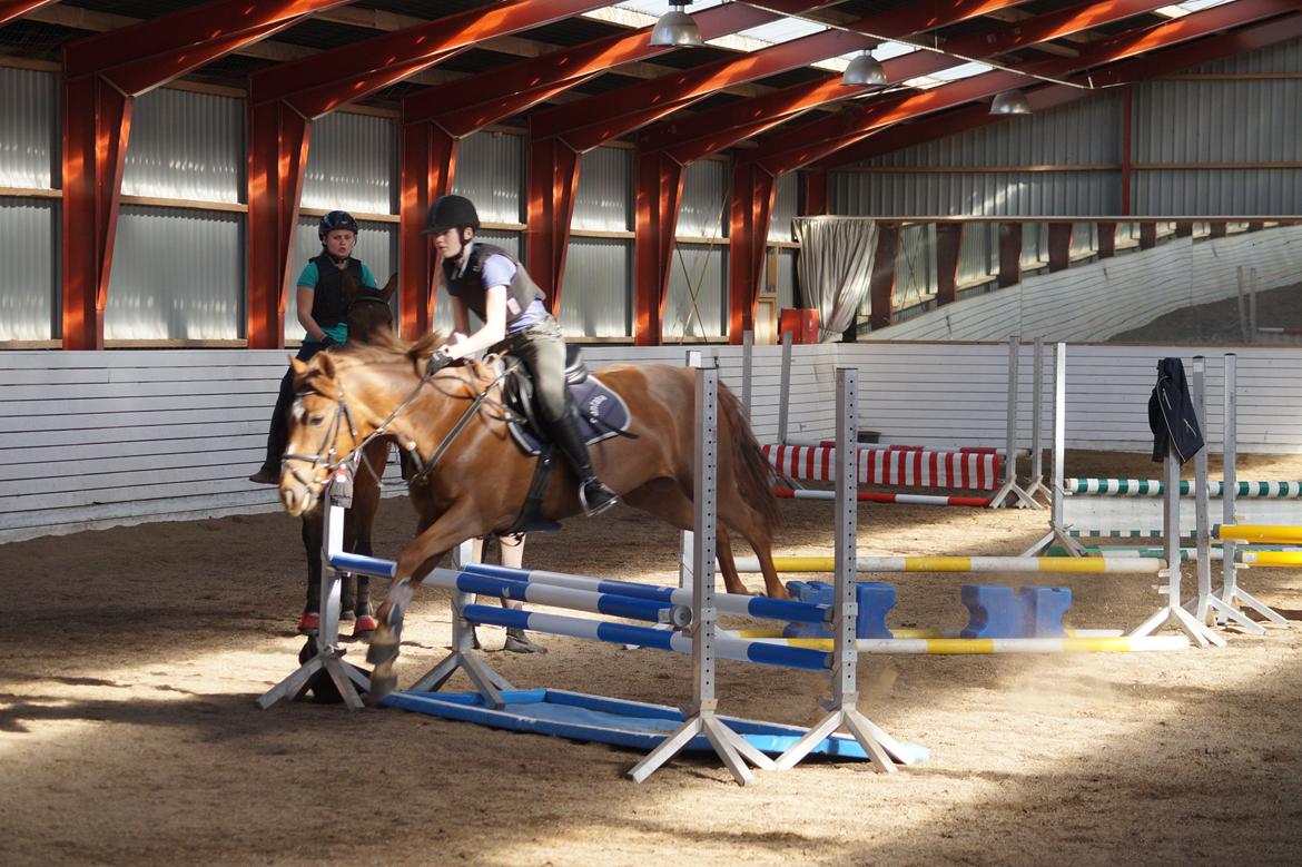 Anden særlig race Santana billede 6