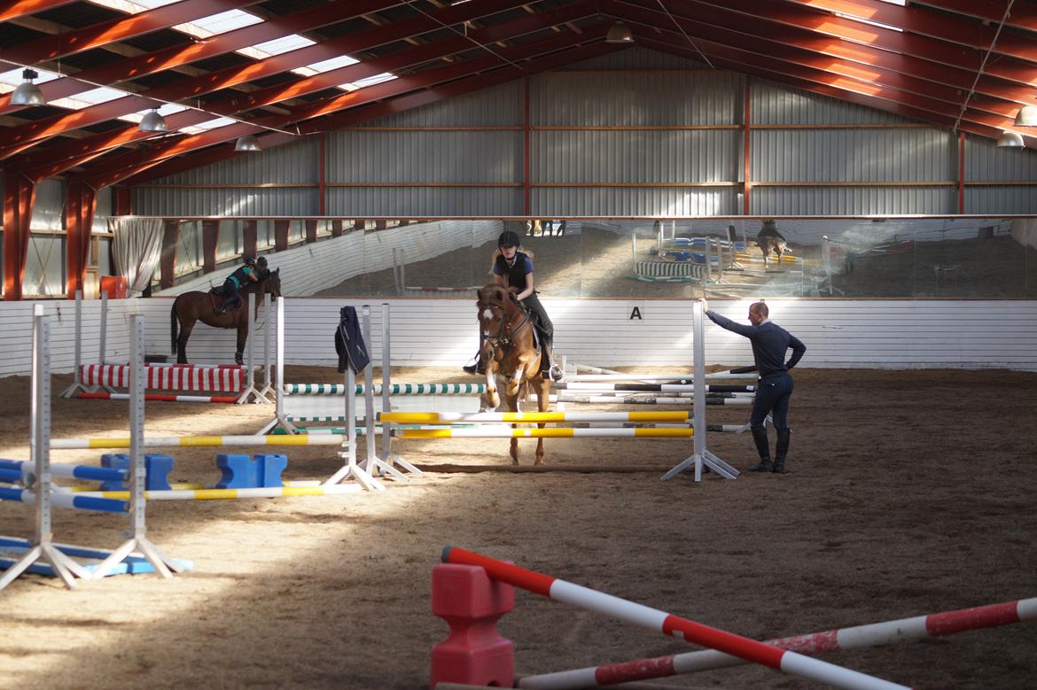 Anden særlig race Santana billede 13