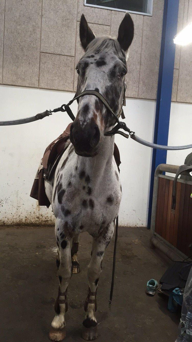 Knabstrupper Udgårds Danneskiold billede 1