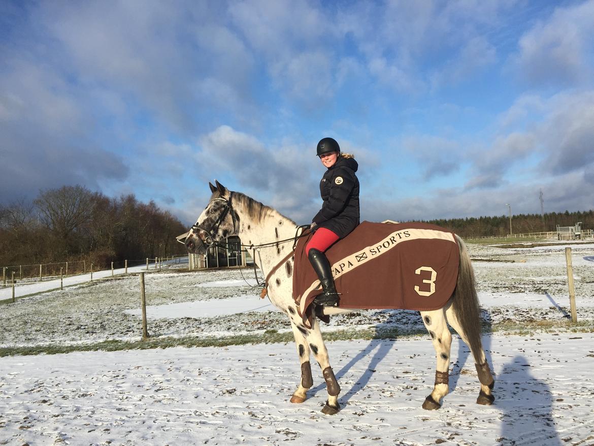 Knabstrupper Udgårds Danneskiold billede 3