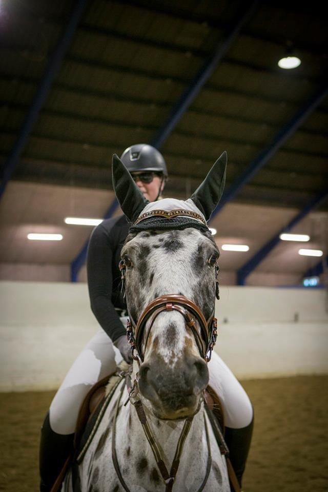 Knabstrupper Udgårds Danneskiold billede 4