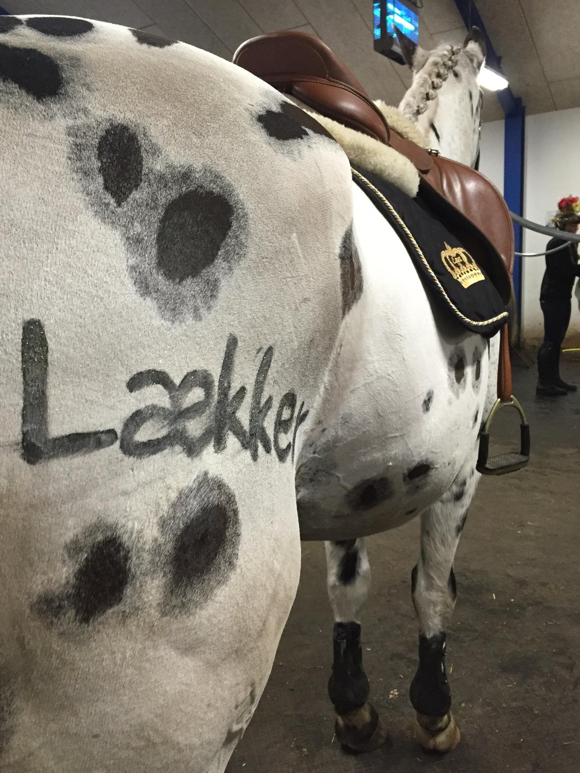 Knabstrupper Udgårds Danneskiold billede 7