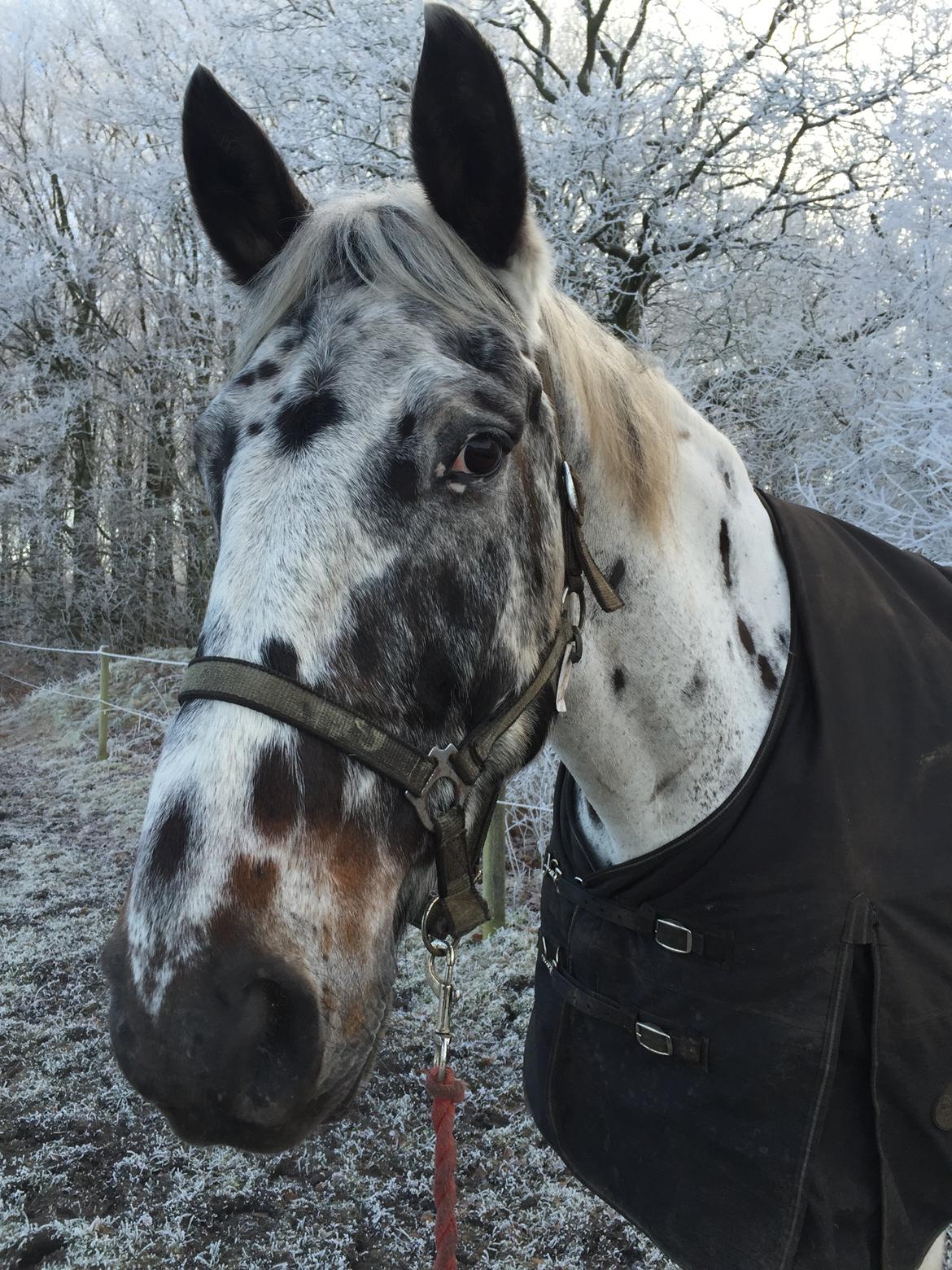 Knabstrupper Udgårds Danneskiold billede 8